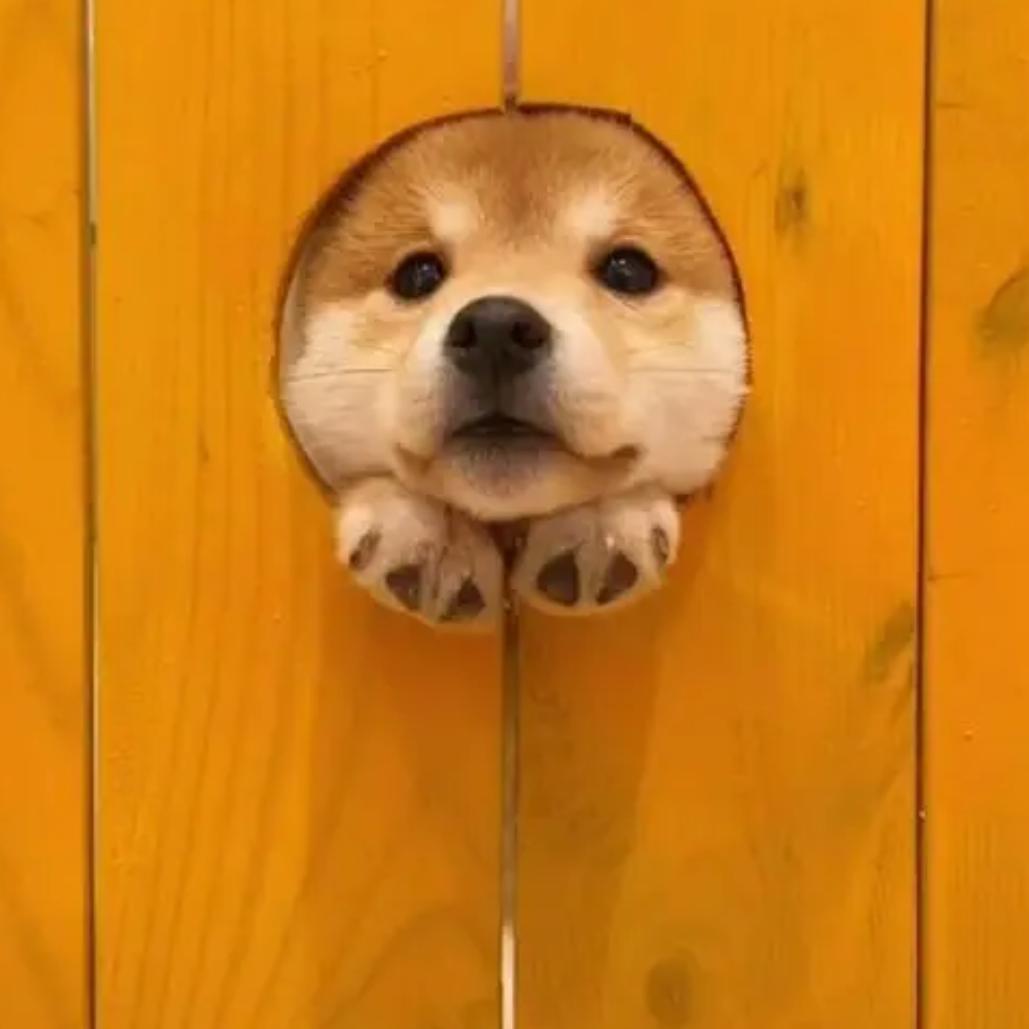 是兜妈呀