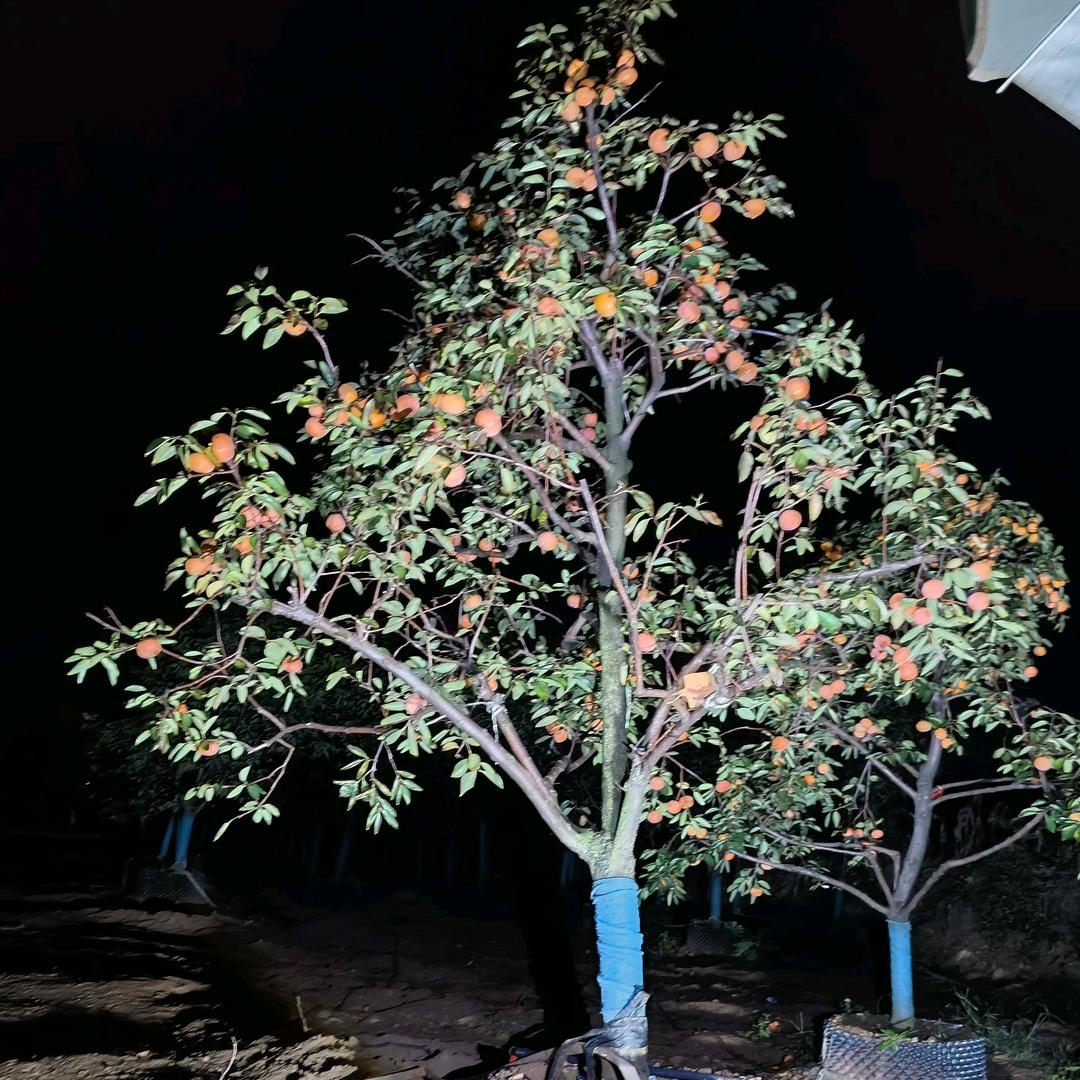 瑞康果树苗木专营店