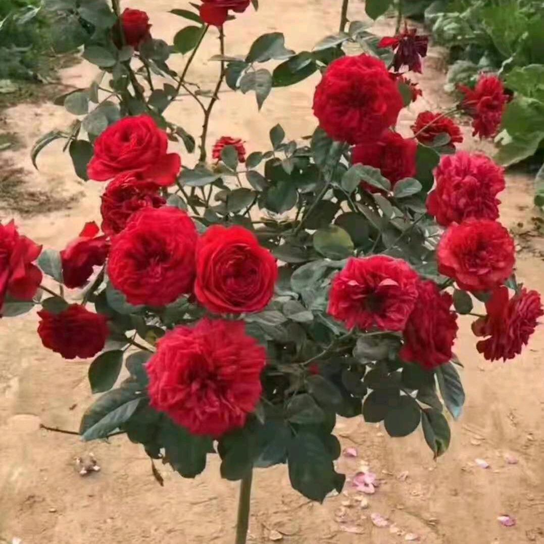 野翔花卉