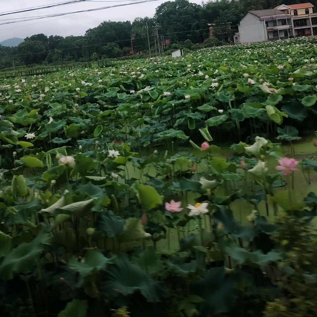 晨曦