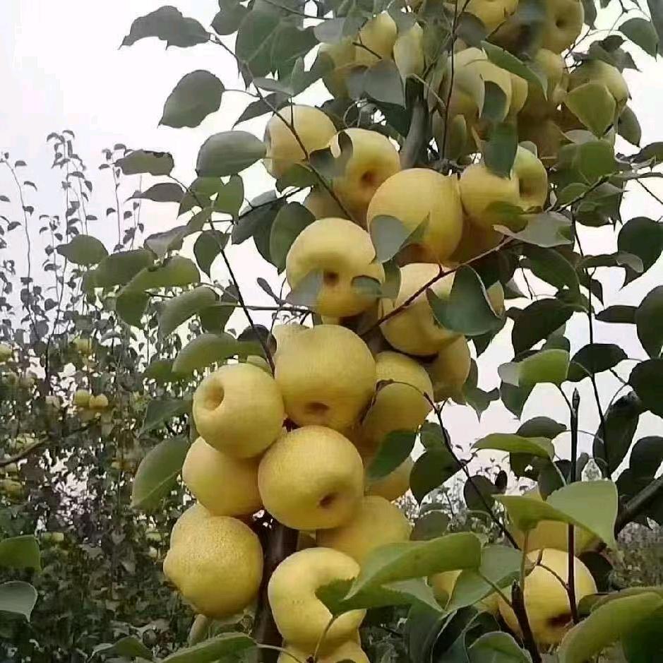 宁陵万亩梨园腾龙代收代发