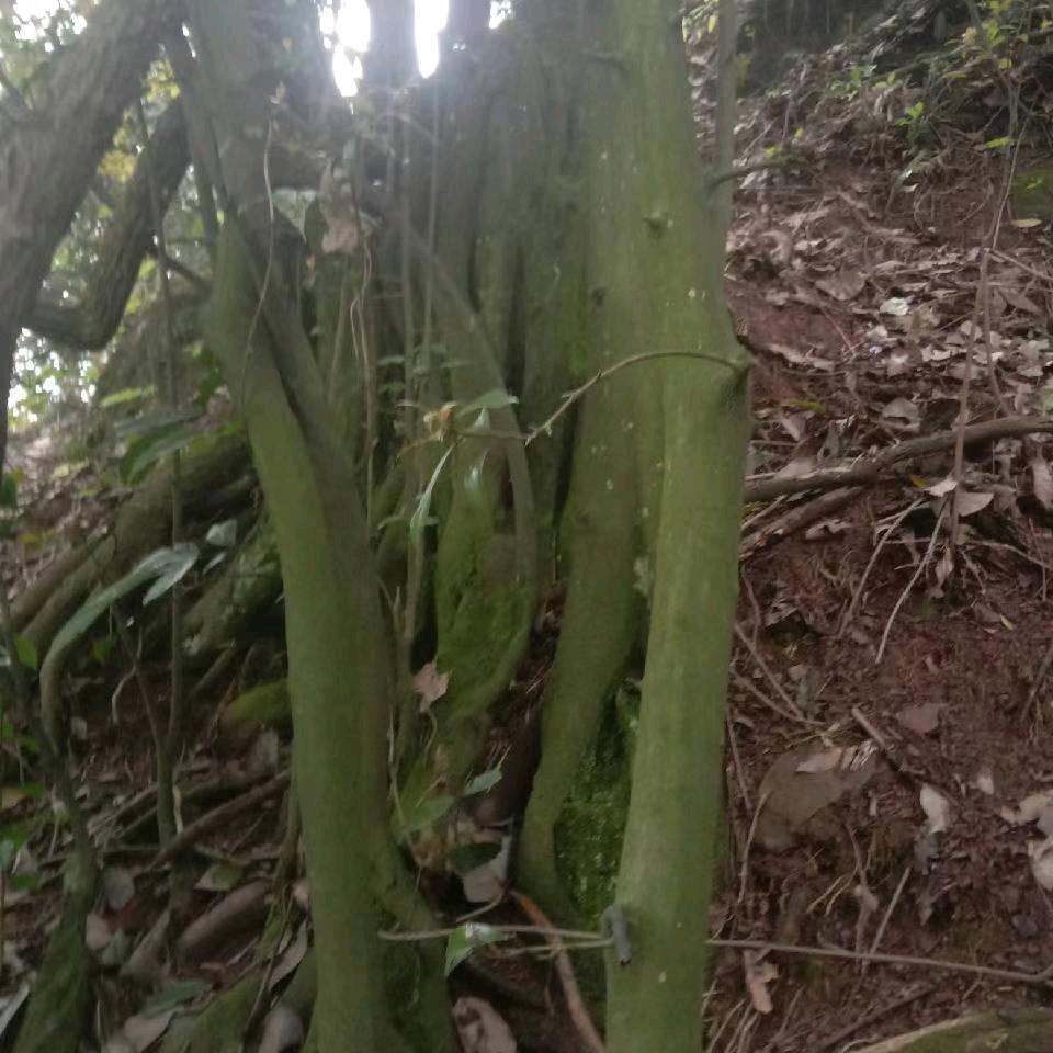 曾八哥