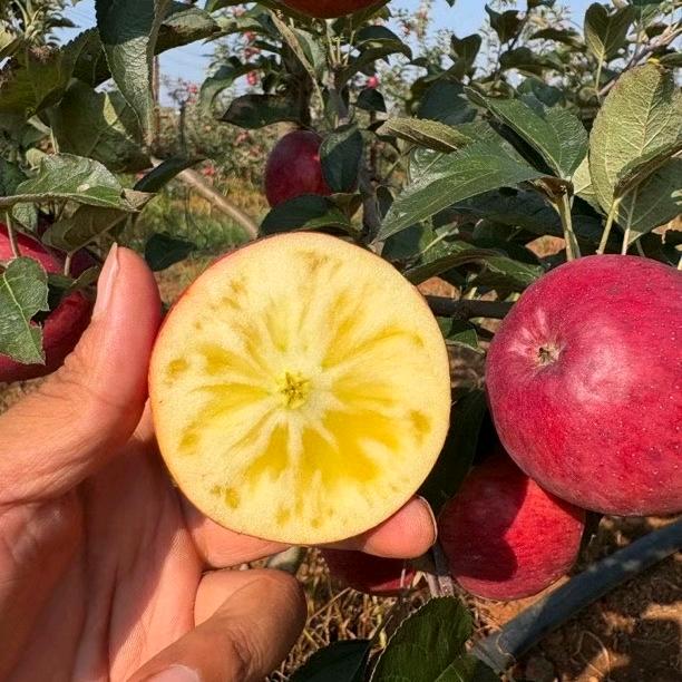 昭通刘鲜生的果园