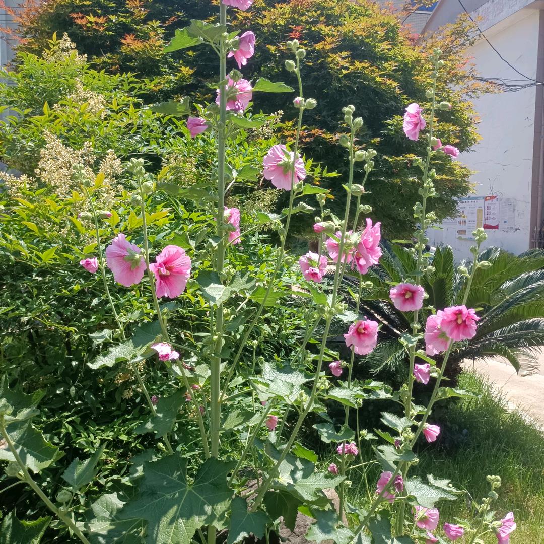 沉默不语