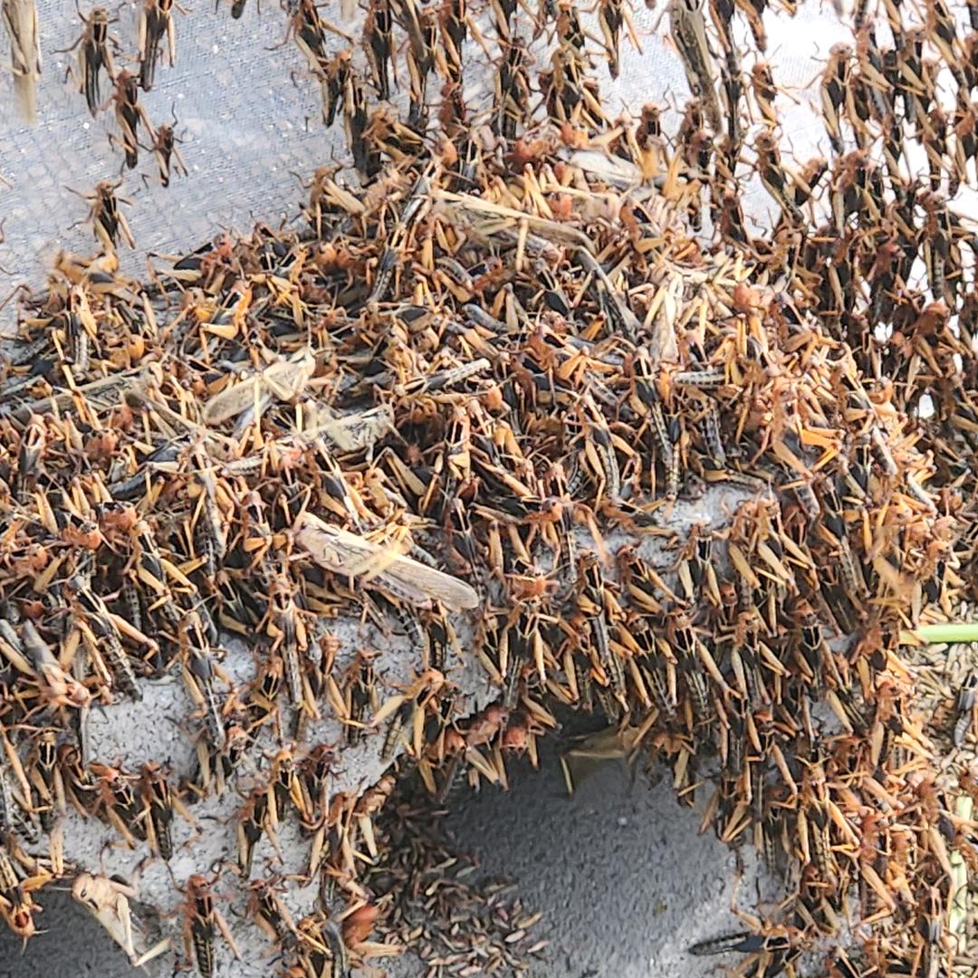 宣威海岱蚂蚱养殖