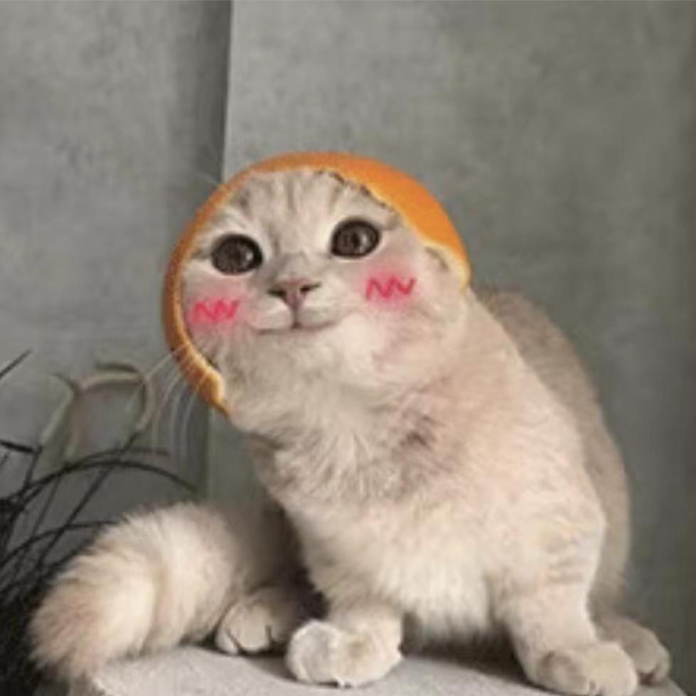 橘子赖上猫🐱