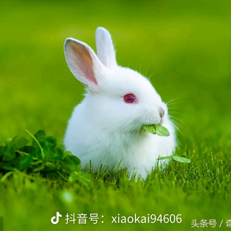 梦想