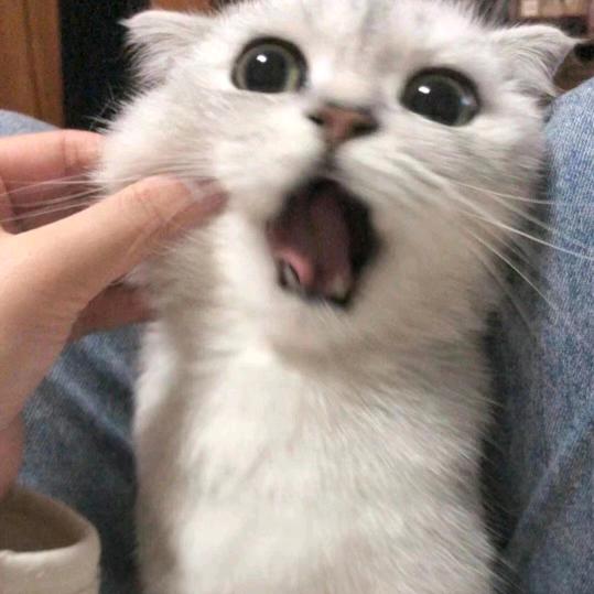 (。ˇε ˇ。）