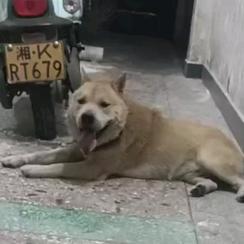 上了贼船不死也残