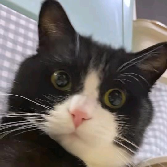 黑猫警长牛百万