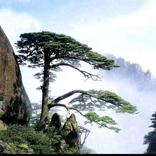霸主