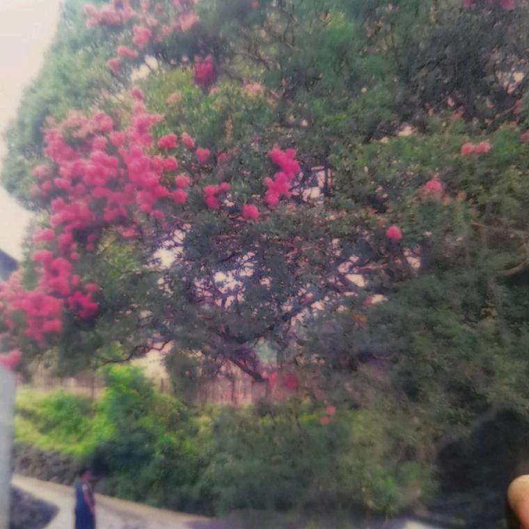 田翠三妹，早上开八点开播，