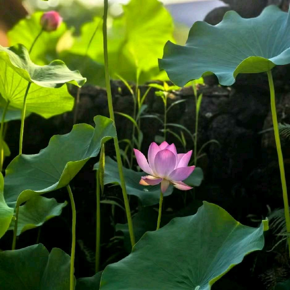 一生有你