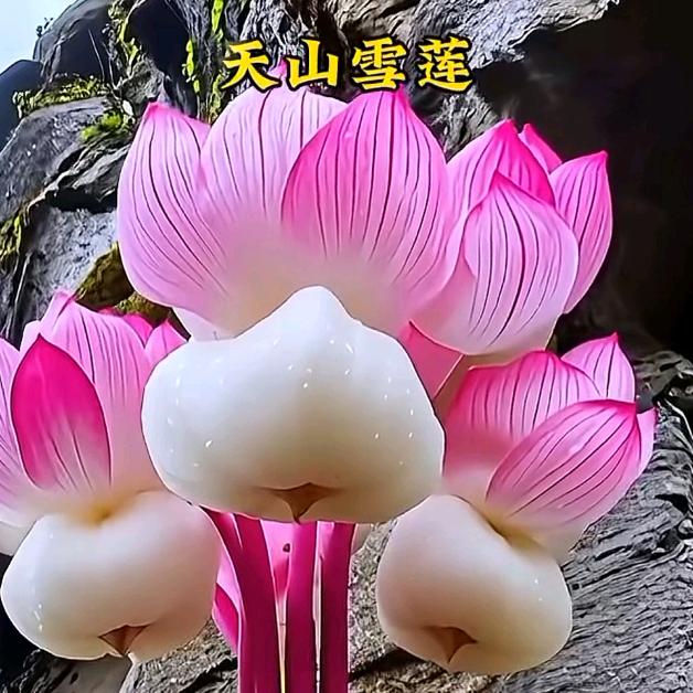 焱焱哥(记录生活)