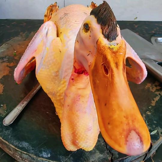 花头鸭