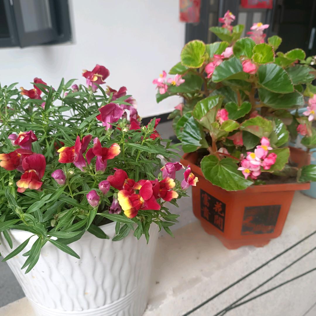 🌸梦想成真