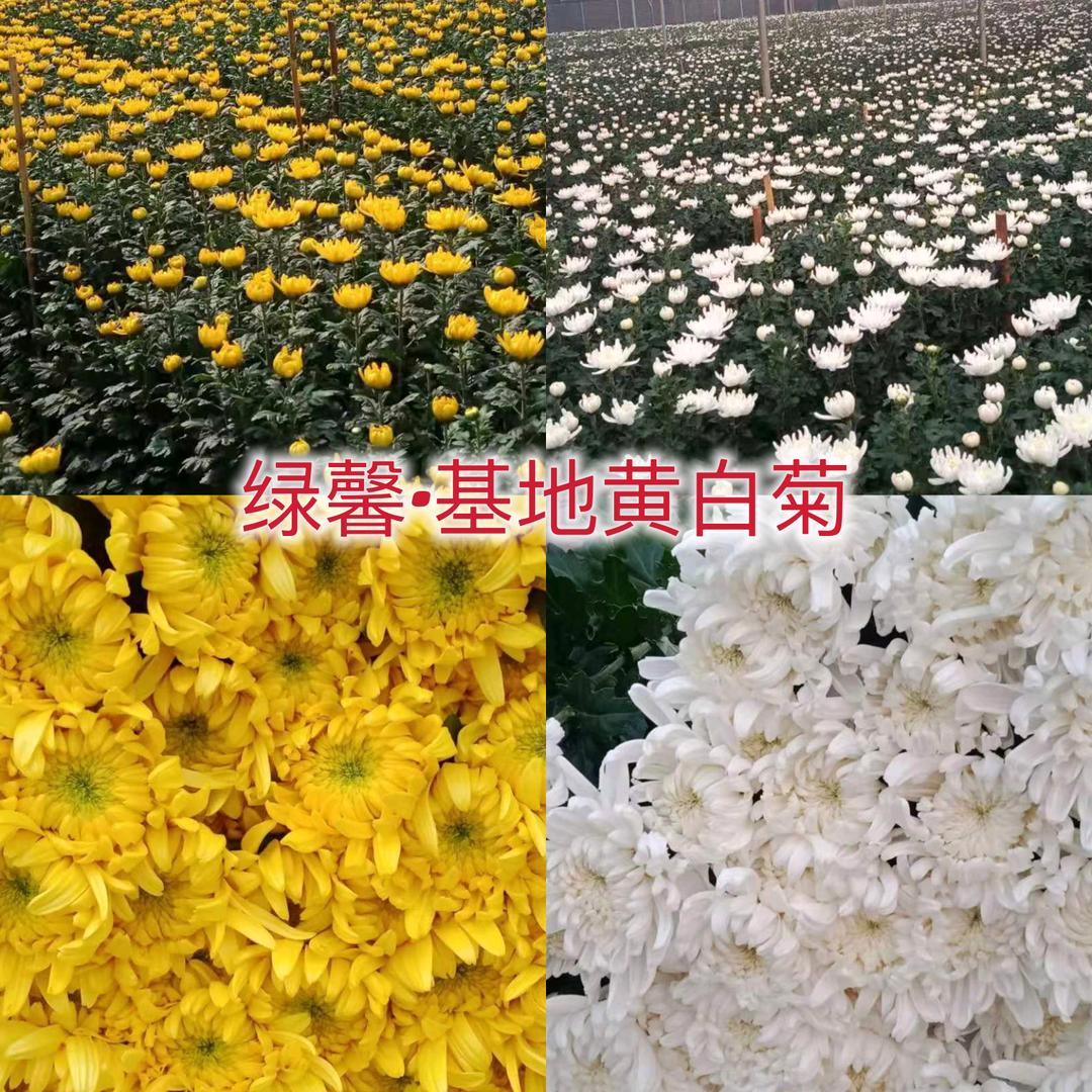 绿馨陶钢黄白菊基地直销