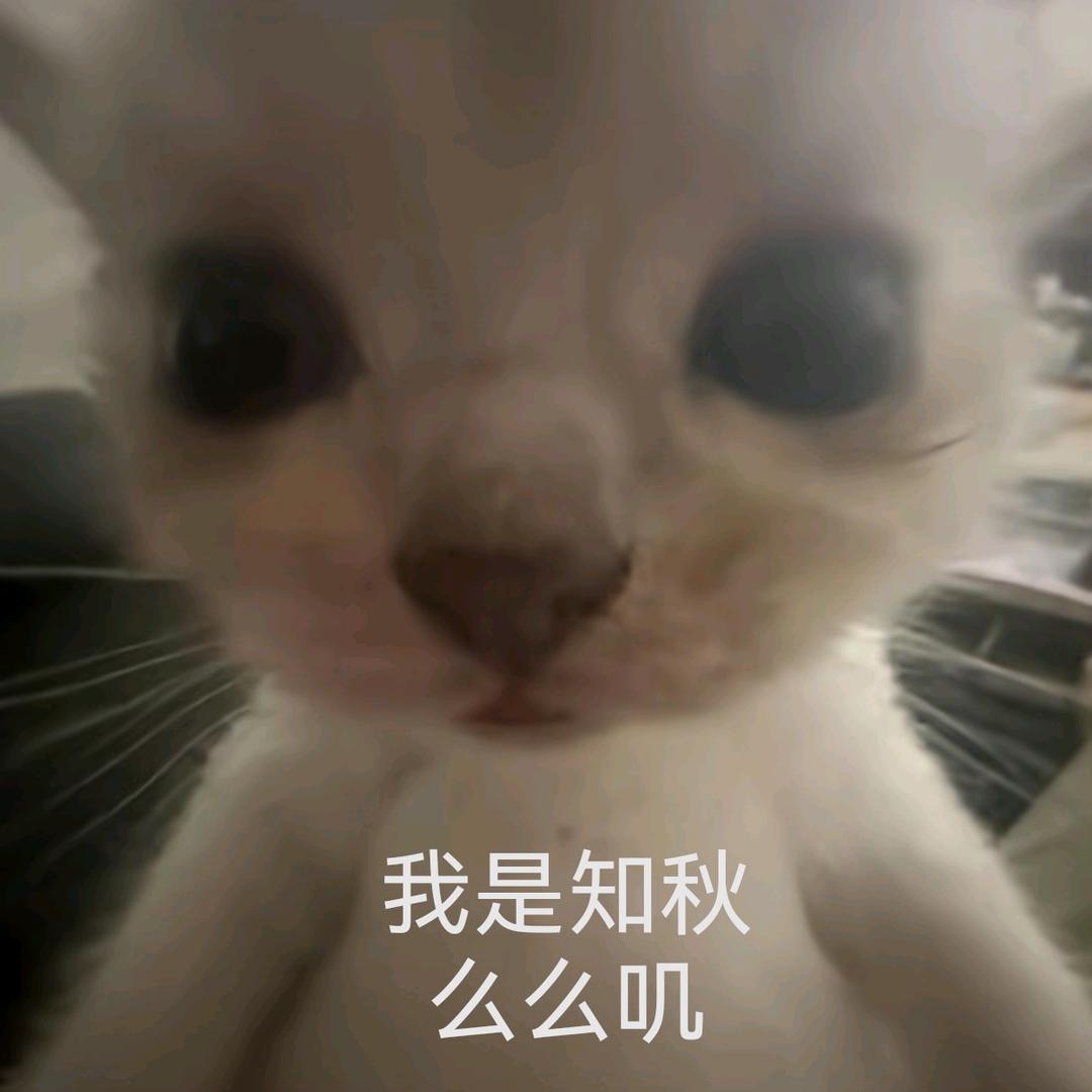 知秋（无畏契约手游）