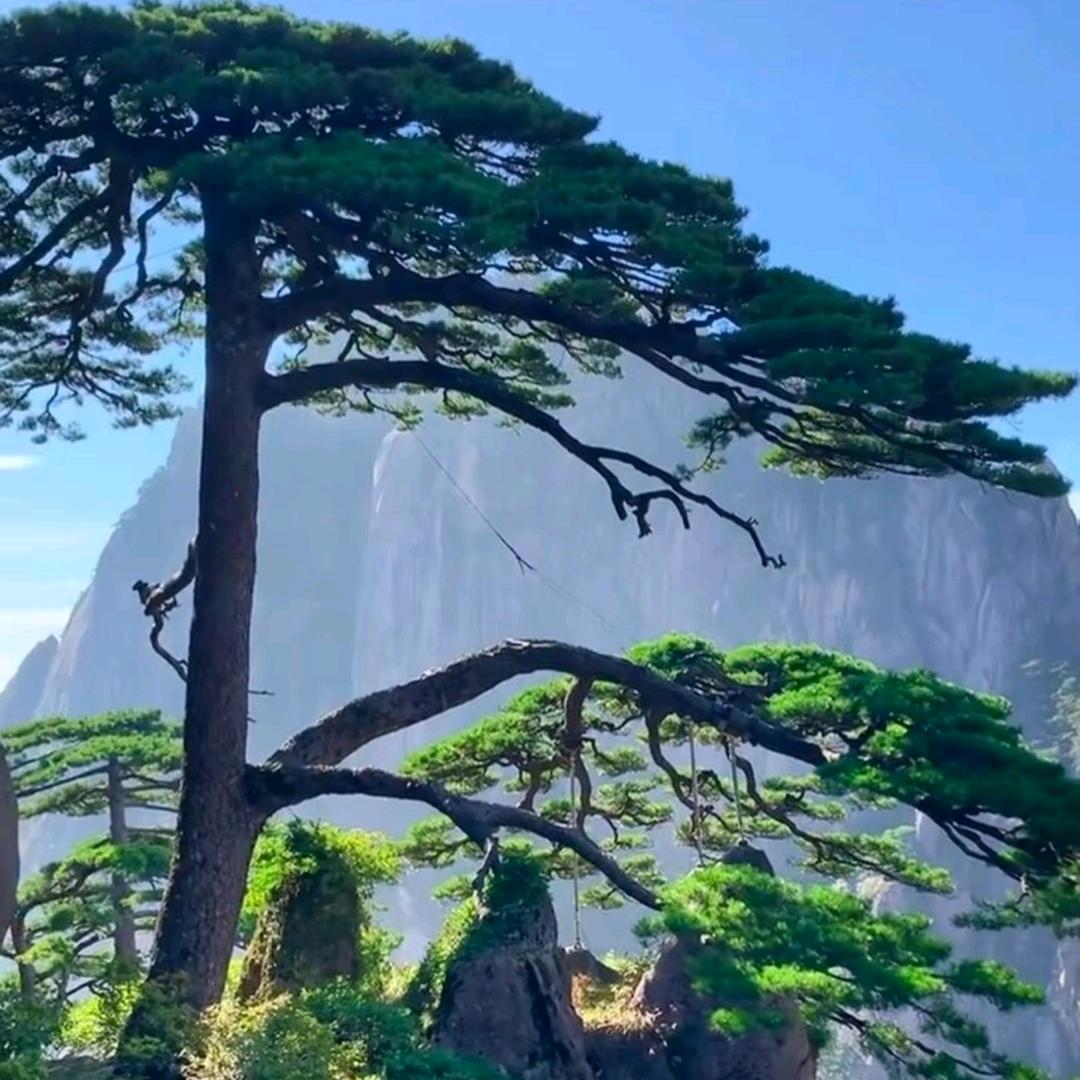 小桥月光