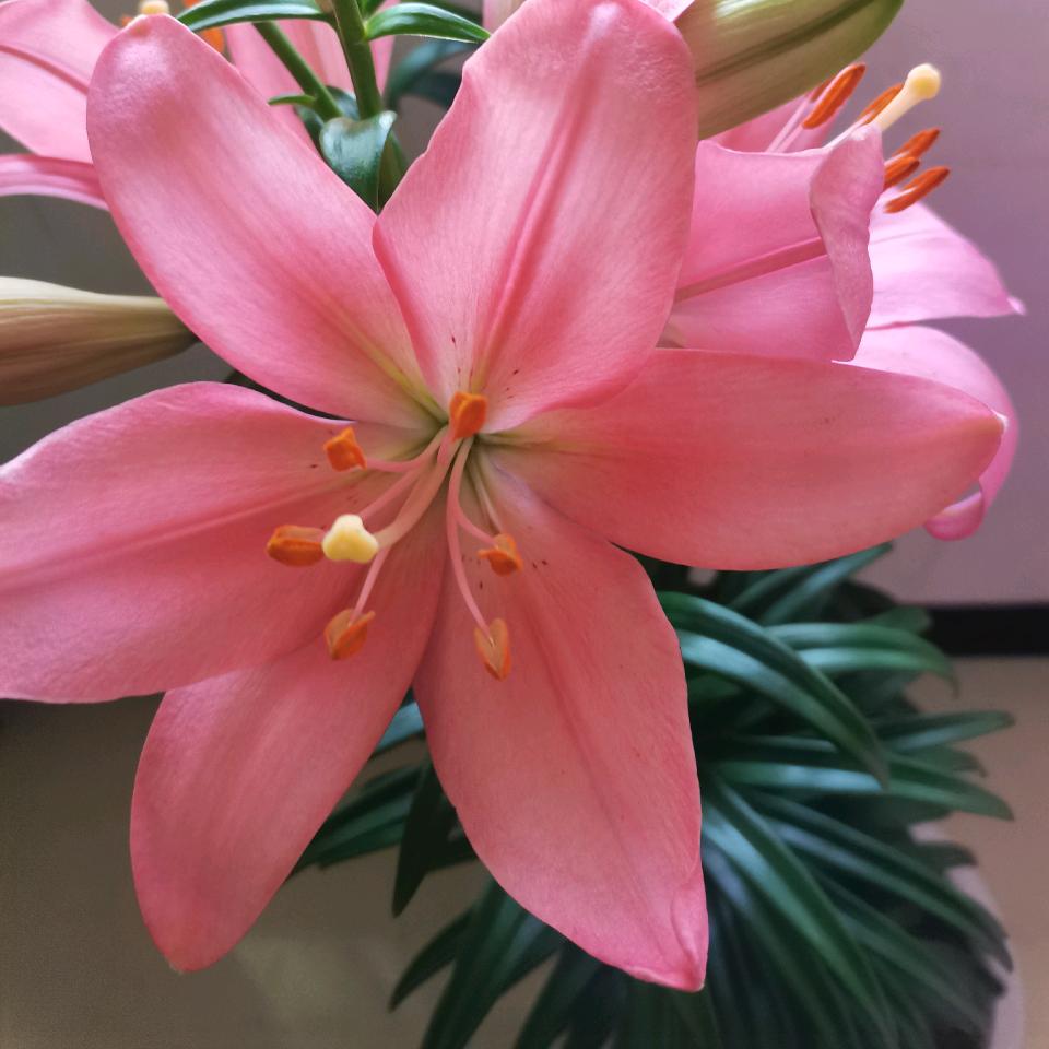 梦语梦