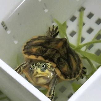 火焰老李