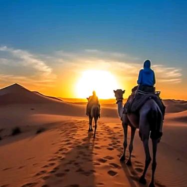 行走的骆驼🐫