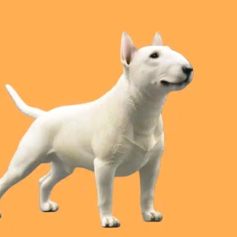 恶犬 牛头梗