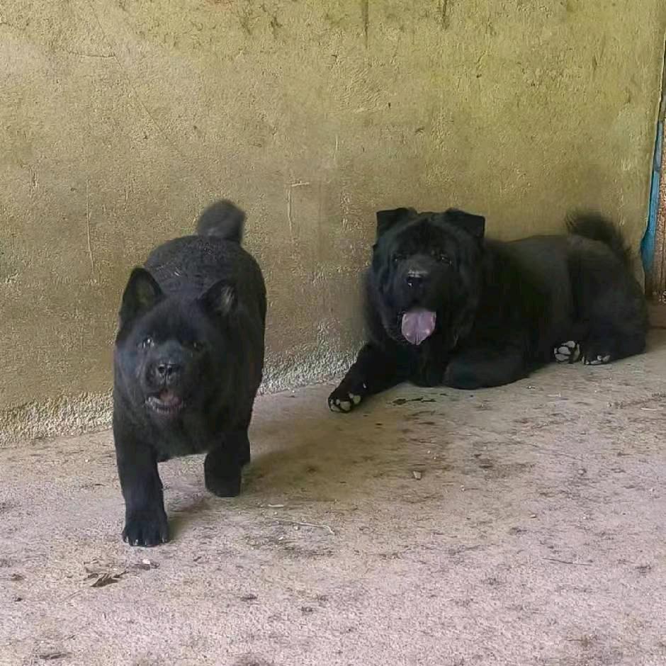 五黑田园🐶私信
