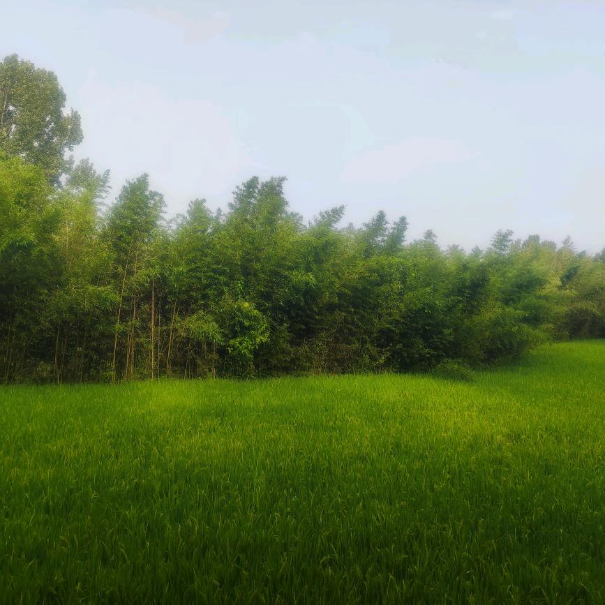 夏日未眠