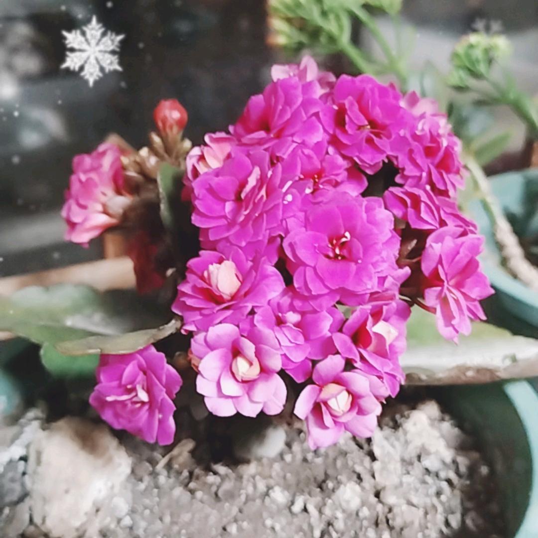 GG平安是福