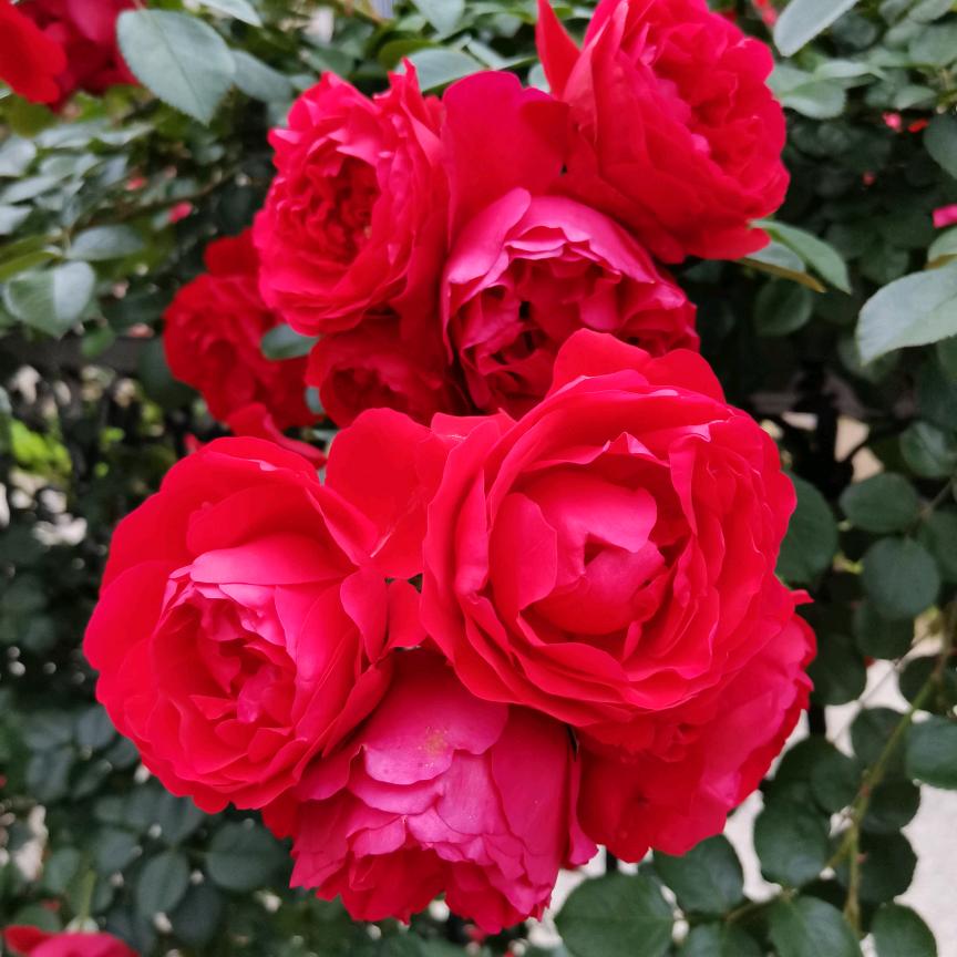 淡淡悠然