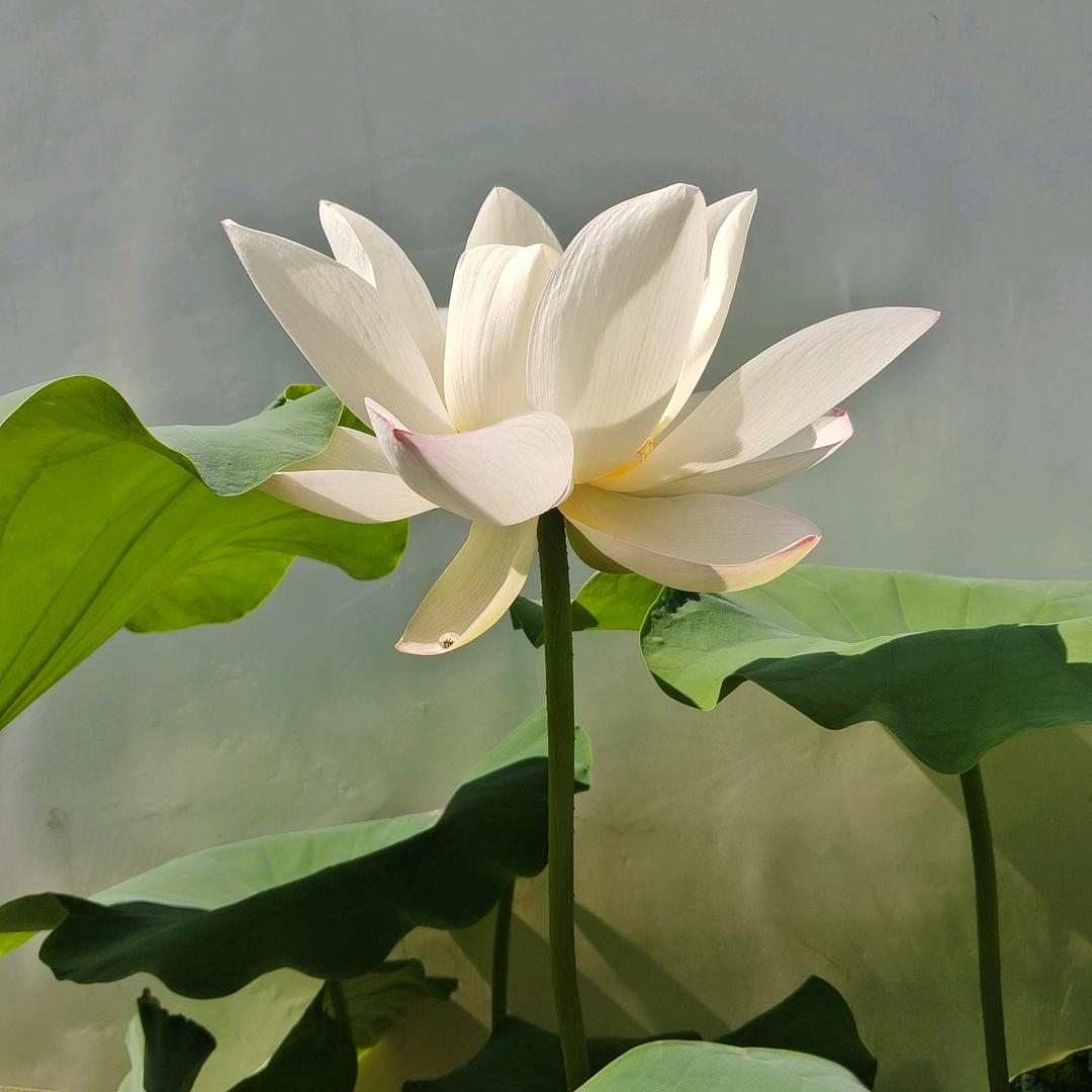 江秀丽