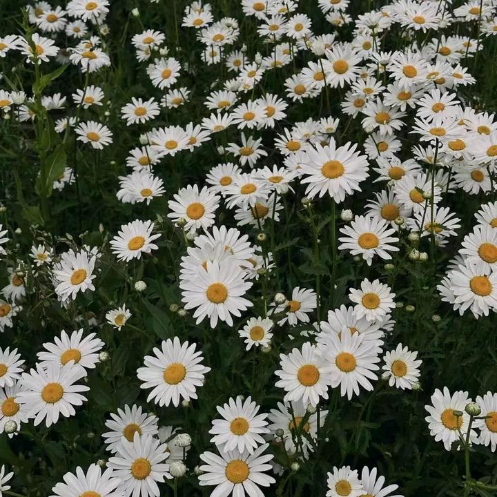 你吃不吃火龙果