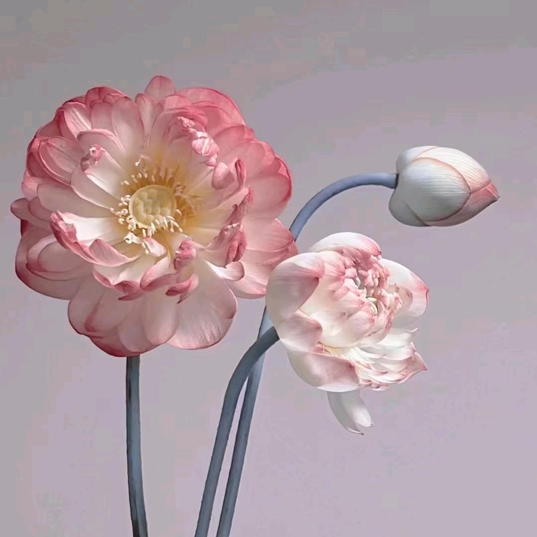 晓玫好物分享