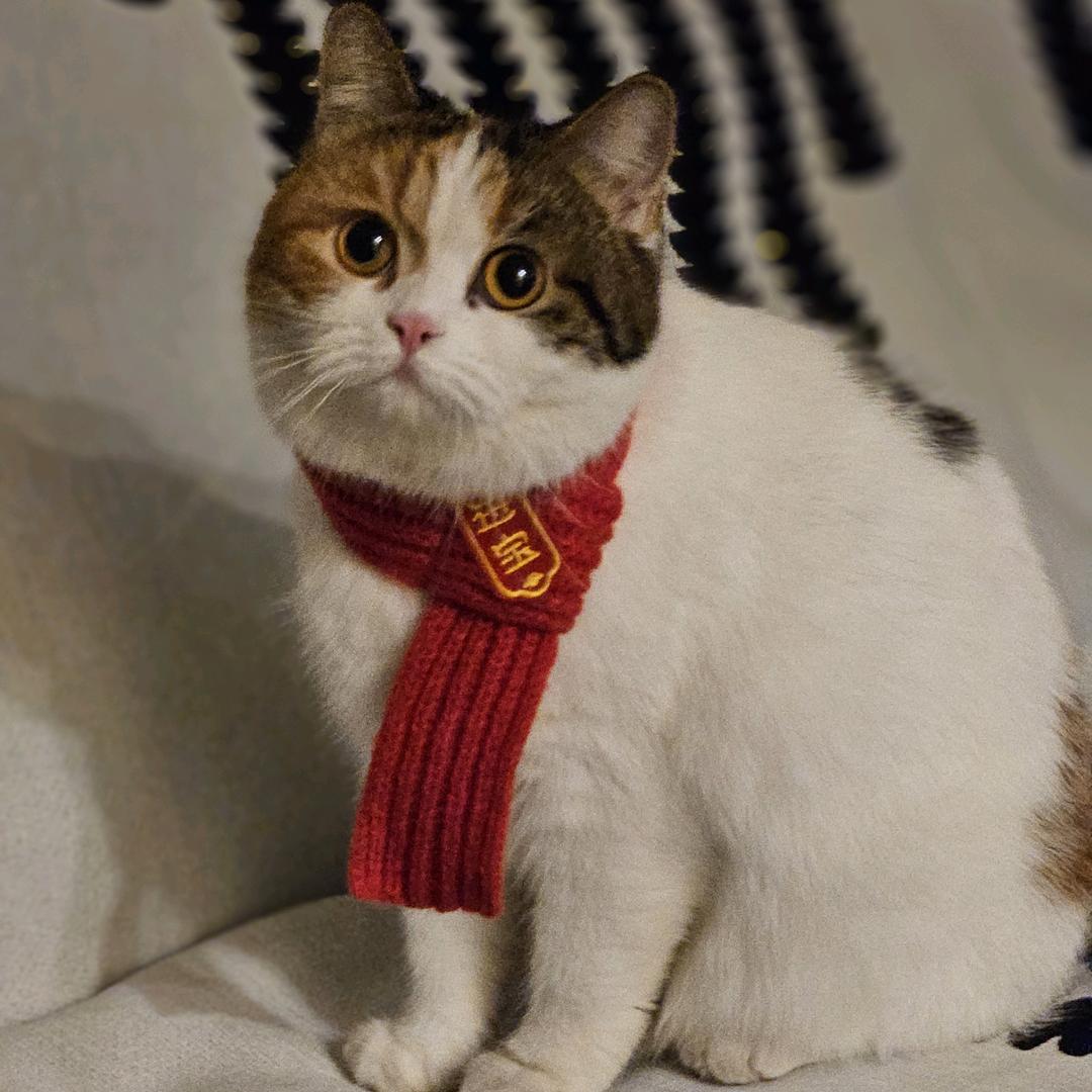 小猫碎碎念