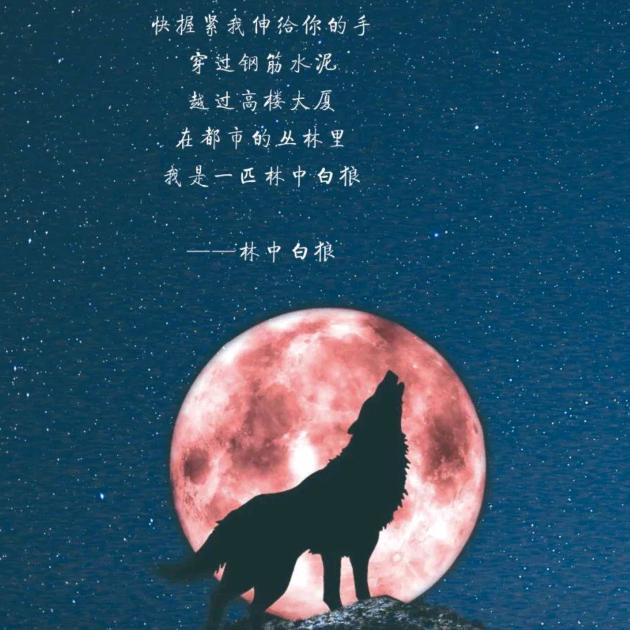 林中小白狼