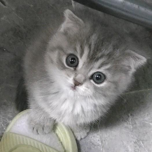 婉淳