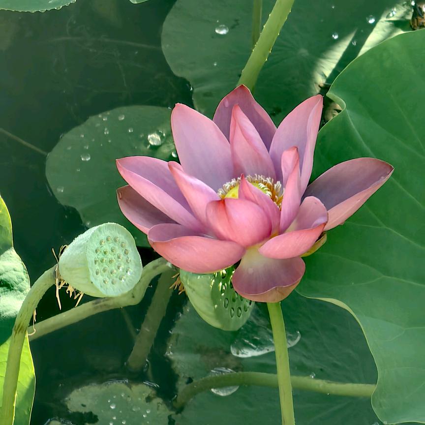 今生我在修佛缘