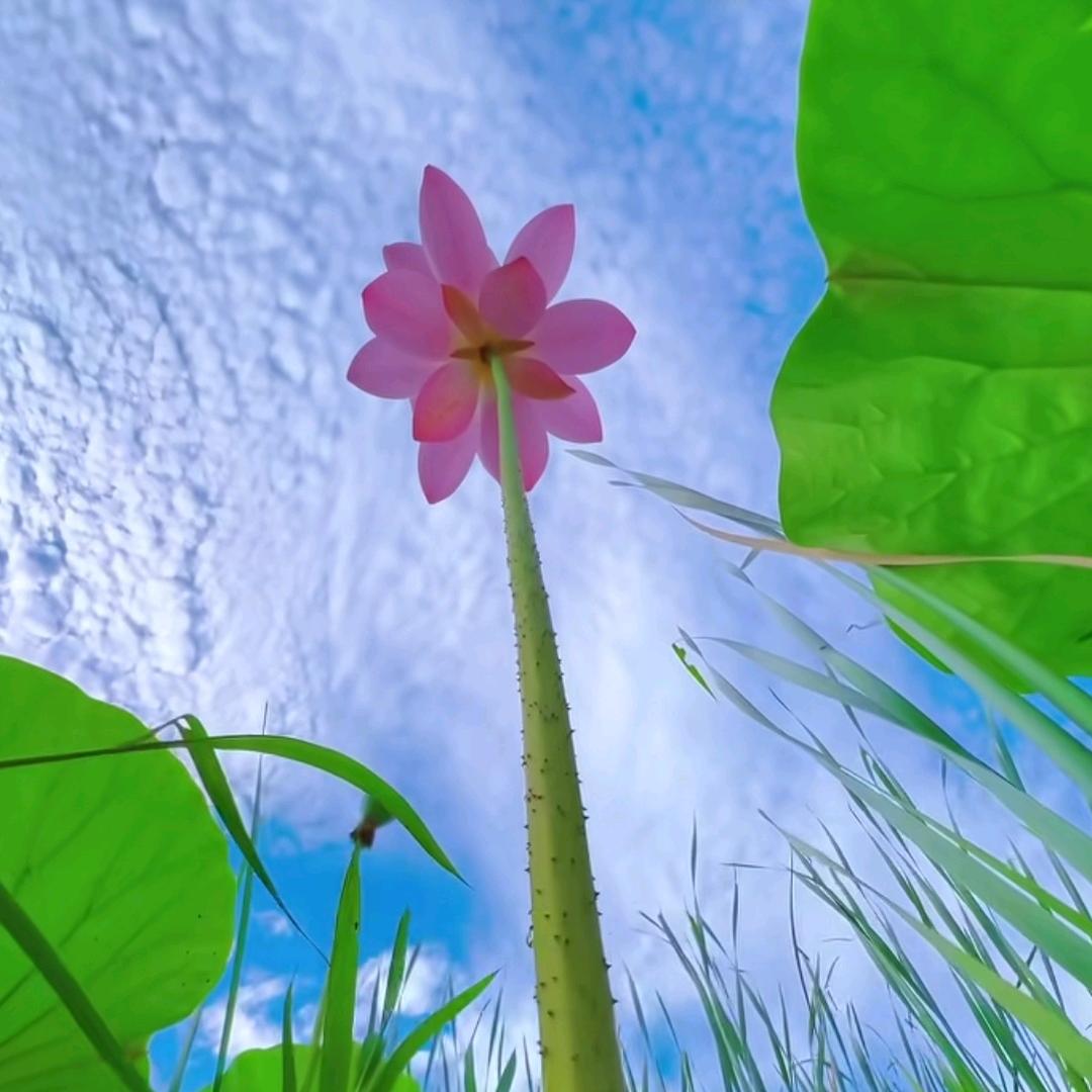 风吹一夏🌱