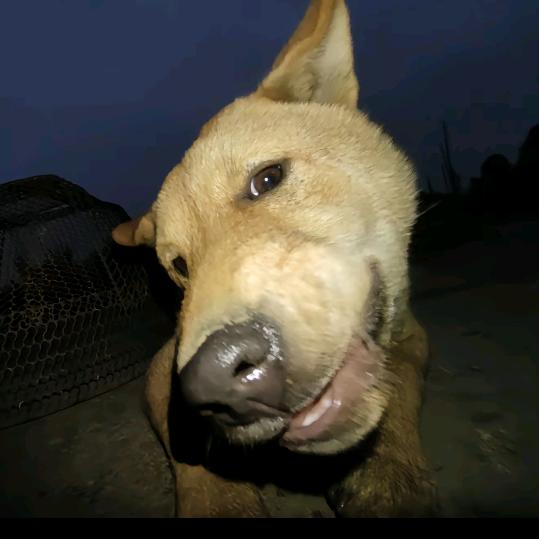 朱古力cheeeeeeeese