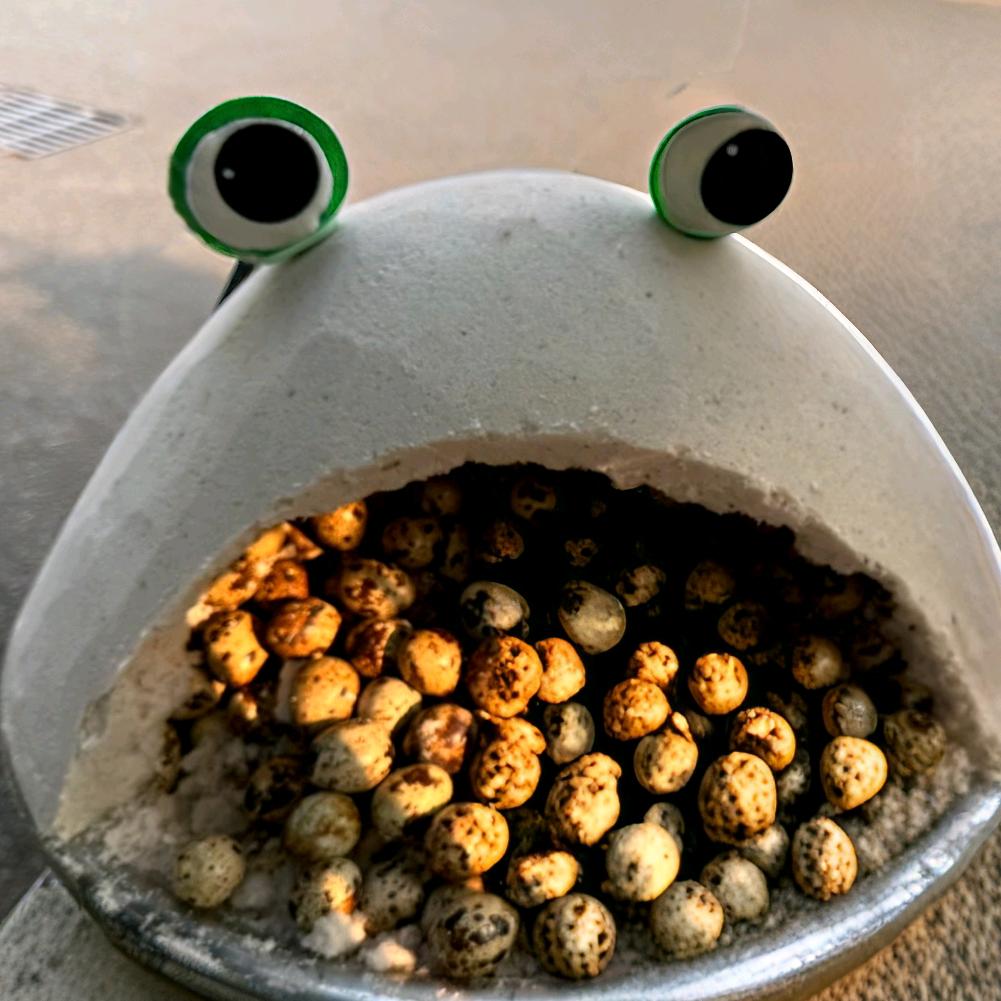 康同学盐焗鹌鹑蛋