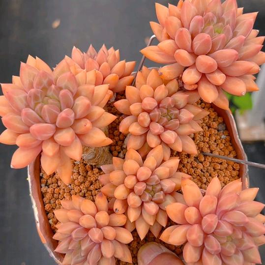 然的多肉