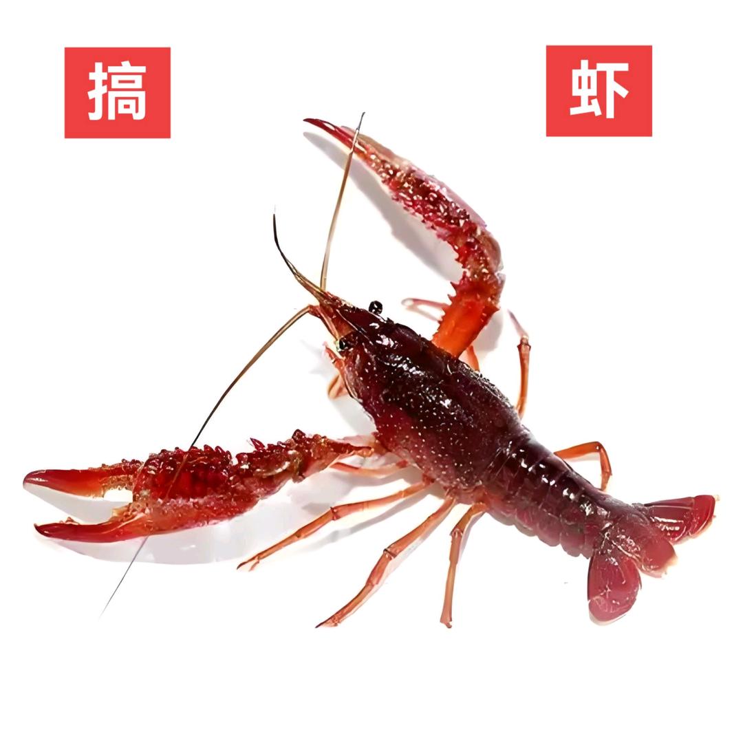 金海洋大闸蟹批发