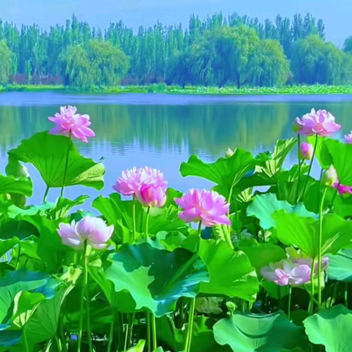 暮年马老头
