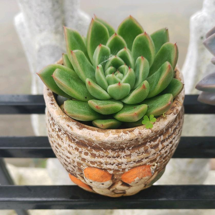 Ꭽℯ⃝落ঞᩚ幕꧔ꦿ᭄