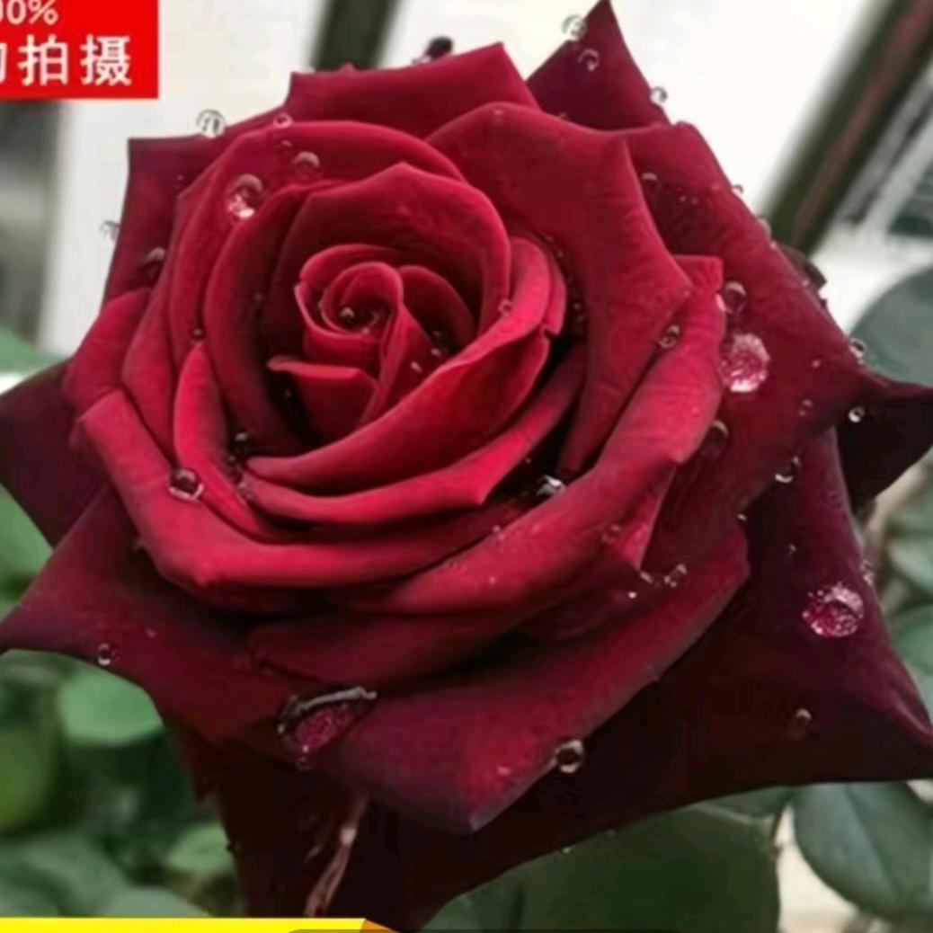 达不溜