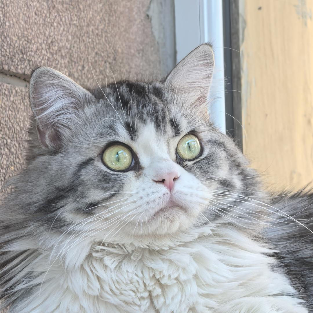 知秋★米高猫舍