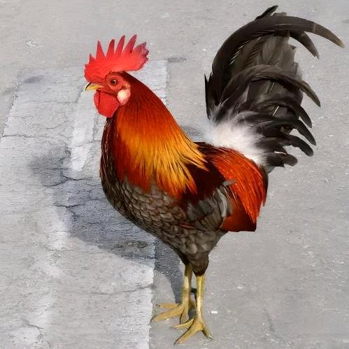 锦秋农场