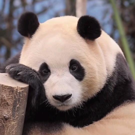 猪猪是bao