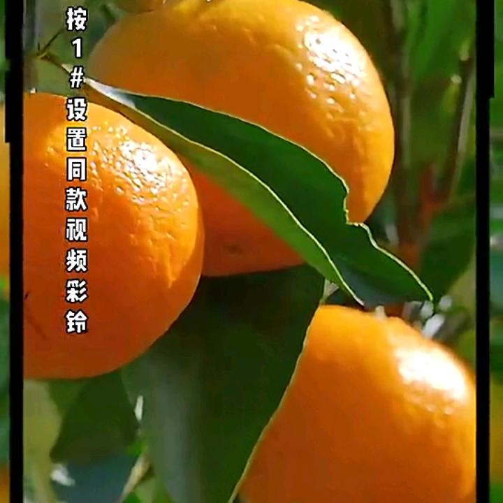 梦幻西游玩家
